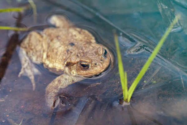 Frog Shallow Water Plants Arround Note Shallow Depth Field — Stock Photo, Image