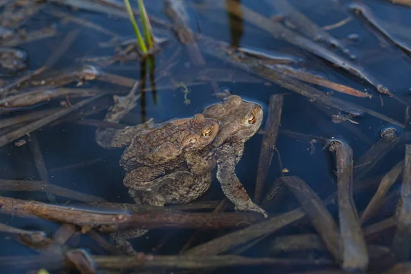 Ranas Apareamiento Agua Nota Poca Profundidad Campo — Foto de Stock