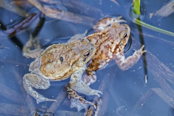 Kikkers Paren Water Ondiepe Velddiepte Opmerken — Stockfoto