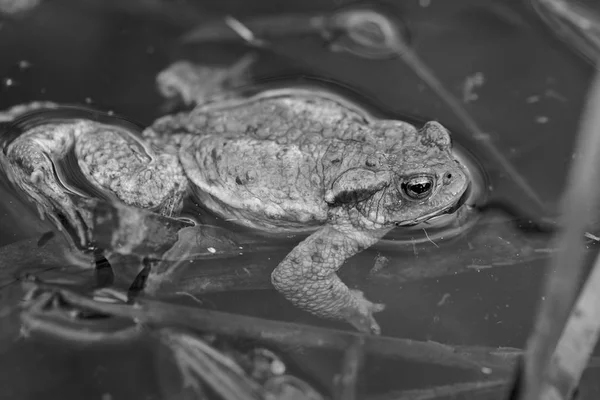 Frog Shallow Water Plants Arround Note Shallow Depth Field — Stock Photo, Image