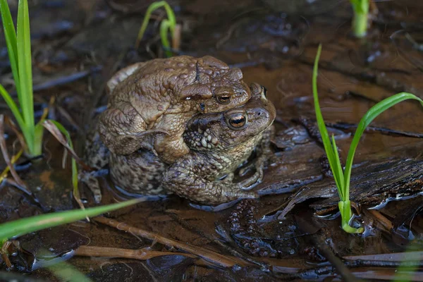 Ranas Apareamiento Barro Agua Nota Poca Profundidad Campo — Foto de Stock