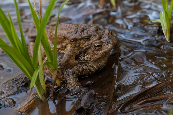 Ranas Apareamiento Barro Agua Nota Poca Profundidad Campo — Foto de Stock