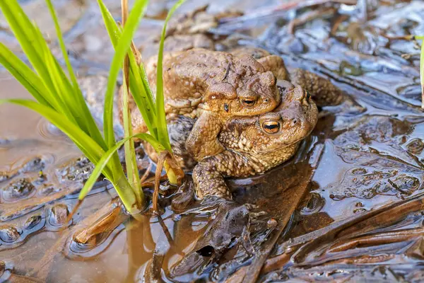 Ranas Apareamiento Barro Agua Nota Poca Profundidad Campo — Foto de Stock