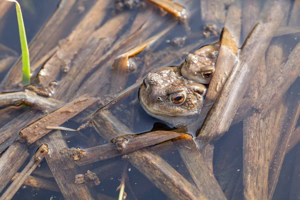 Apareamiento Ranas Agua Nota Poca Profundidad Campo — Foto de Stock