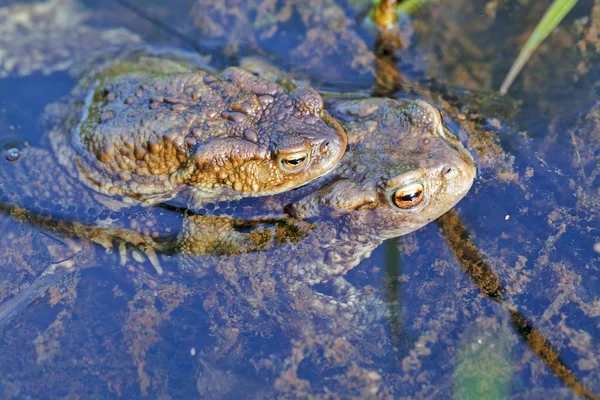 水中でのカエルの交尾フィールドの浅い深さに注意してください — ストック写真