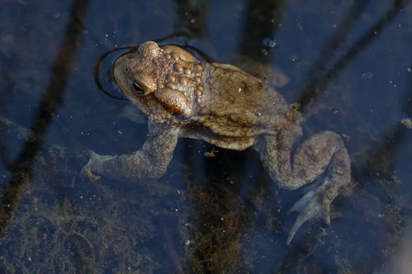 Sığ Sularda Kurbağa Etrafındaki Bitkiler Sığ Alan Derinliğine Dikkat Edin — Stok fotoğraf
