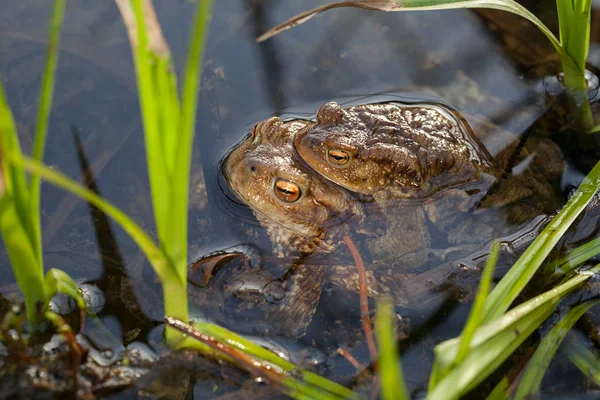 Suda Çiftleşen Kurbağa Alan Derinliğine Dikkat Edin — Stok fotoğraf