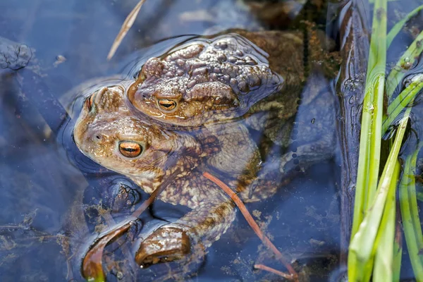 Žába Páření Vodě Poznámka Mělká Hloubka Pole — Stock fotografie