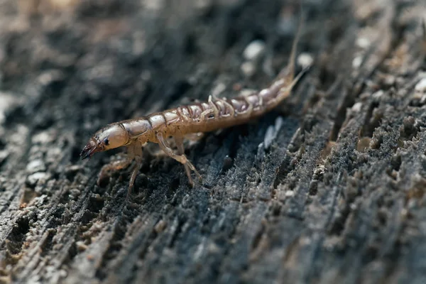 Doğadaki su böceği larvası, yüzeysel alan derinliğine dikkat edin.