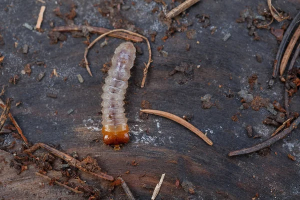 Larva Chafer Chão Floresta Observe Profundidade Rasa Campo — Fotografia de Stock