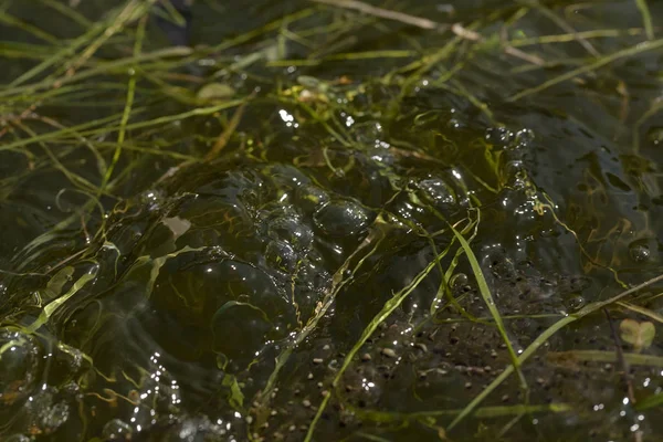 Green Frog Water Grass Note Shallow Depth Field — 스톡 사진