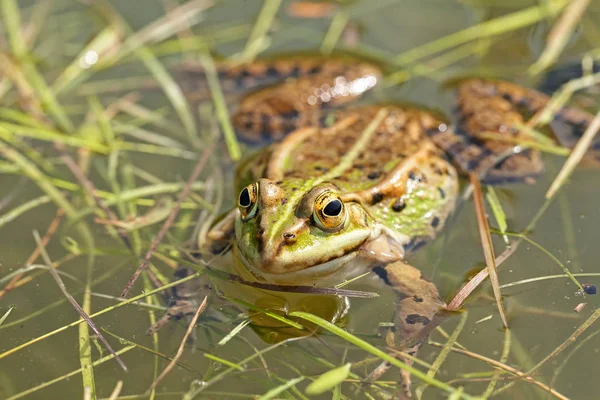 Çimlerin Arasındaki Sudaki Yeşil Kurbağa Derin Alan Derinliğine Dikkat — Stok fotoğraf