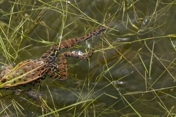 Зеленая Лягушка Воде Среди Травы Обратите Внимание Мелкую Глубину Поля — стоковое фото