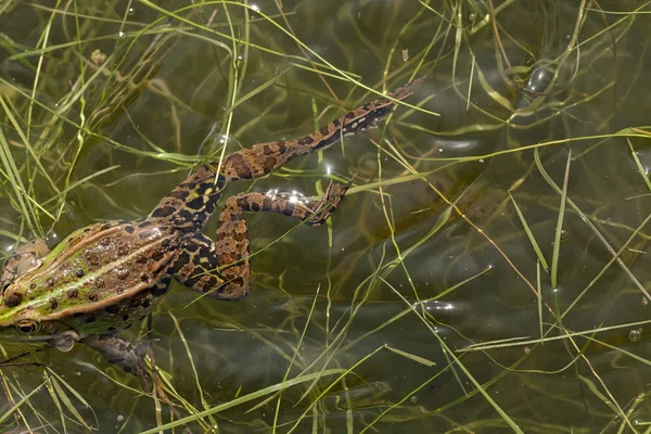 Rana Verde Nell Acqua Tra Erba Nota Profondità Campo Poco — Foto Stock