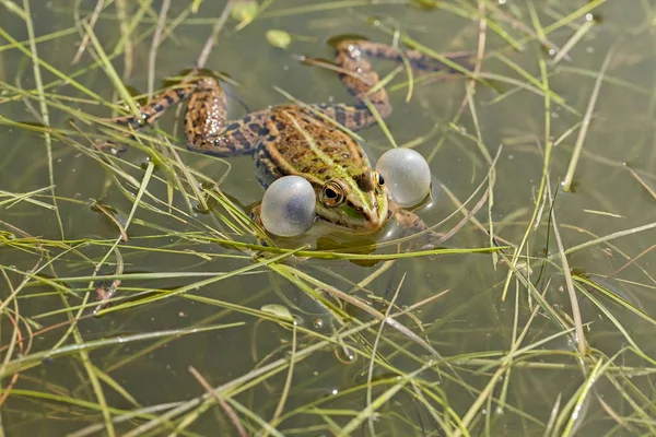 Çenenin Köşelerinde Ses Torbaları Olan Erkek Yeşil Kurbağalar Alanın Sığ — Stok fotoğraf