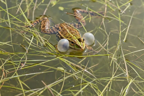 顎の角に声帯を持つオスの緑のカエルフィールドの浅い深さに注意してください — ストック写真