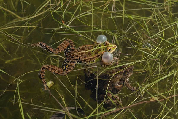 顎の角に声帯を持つオスの緑のカエルフィールドの浅い深さに注意してください — ストック写真