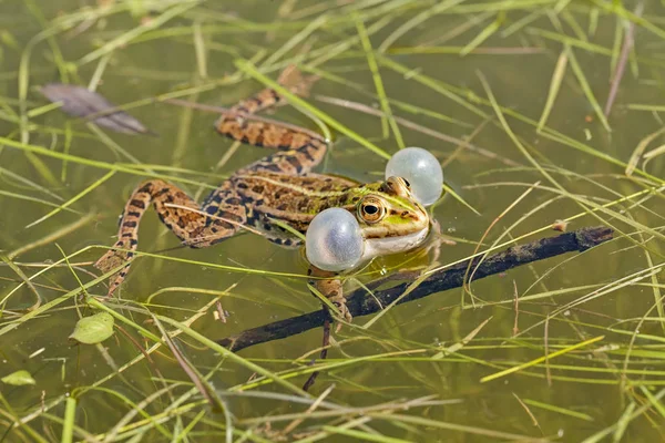 顎の角に声帯を持つオスの緑のカエルフィールドの浅い深さに注意してください — ストック写真