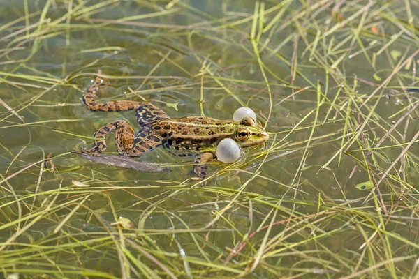 顎の角に声帯を持つオスの緑のカエルフィールドの浅い深さに注意してください — ストック写真