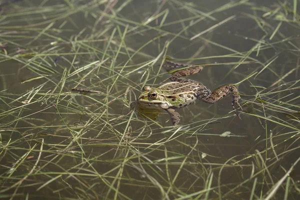 Groene Kikker Het Water Tussen Het Gras Ondiepe Velddiepte Opmerken — Stockfoto