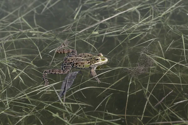 绿色青蛙在水草中 注意浅浅的田野深度 — 图库照片