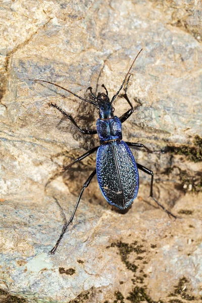 Fastest Insect World Nature Note Shallow Depth Field — Stock Photo, Image