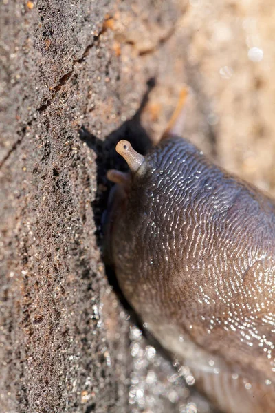 Appearance Head Slug Note Shallow Depth Field — Stock Photo, Image