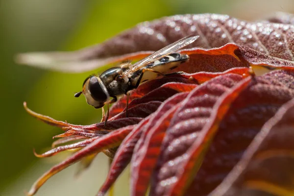 蜂は自然の中で赤い葉の上を飛ぶ フィールドの浅い深さに注意 — ストック写真