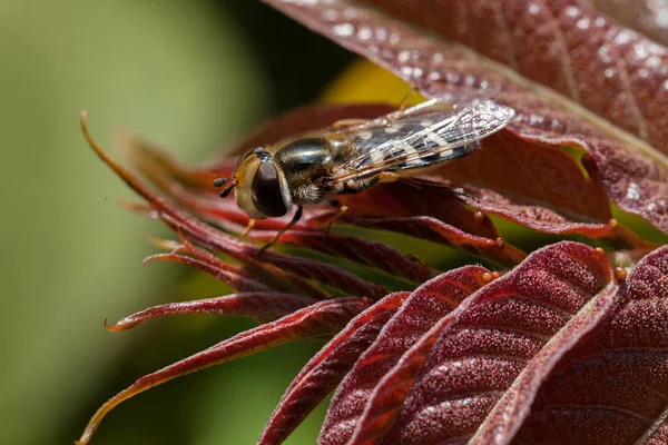 Mucha Pszczoły Czerwonych Liściach Naturze Uwaga Płytkiej Głębokości Pola — Zdjęcie stockowe