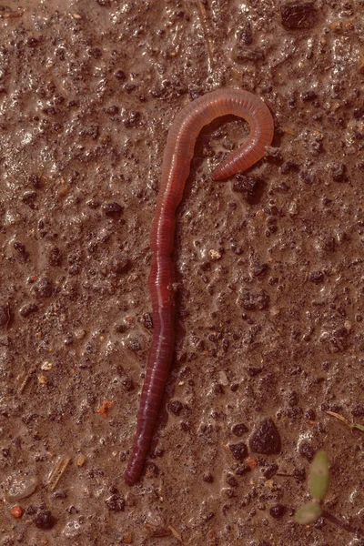 Yağmurdan sonra beton üzerinde toprak solucanı, alanın sığ derinliğine dikkat et.
