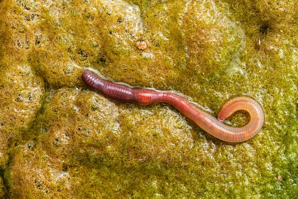 Lombriz Tierra Conferva Verde Nota Poca Profundidad Campo — Foto de Stock