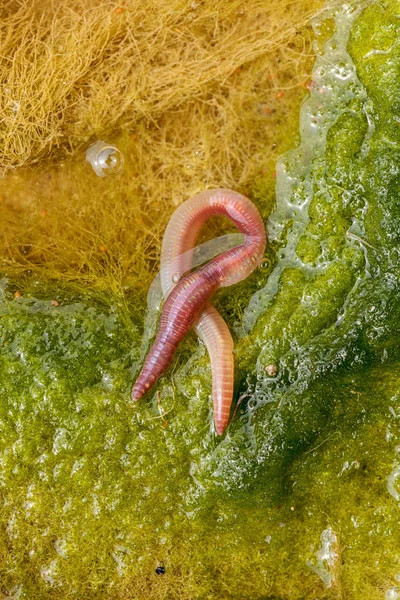 Lombriz Tierra Conferva Verde Nota Poca Profundidad Campo — Foto de Stock