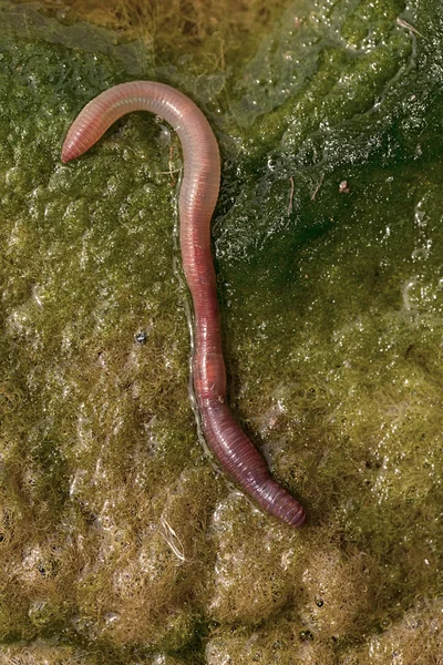 Lombriz Tierra Conferva Verde Nota Poca Profundidad Campo — Foto de Stock