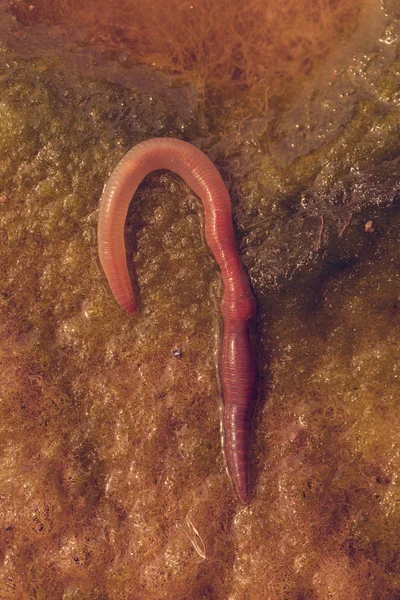 solucan yeşil conferva, not alan sığ derinliği içinde