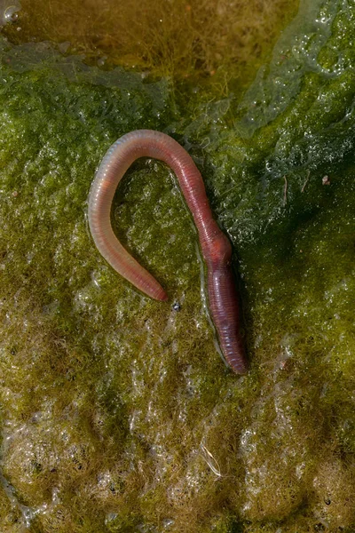 Lombriz Tierra Conferva Verde Nota Poca Profundidad Campo — Foto de Stock