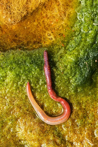 Earthworm Green Conferva Note Shallow Depth Field — Stock Photo, Image