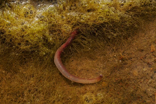 Lombrico Conferva Verde Nota Bassa Profondità Campo — Foto Stock