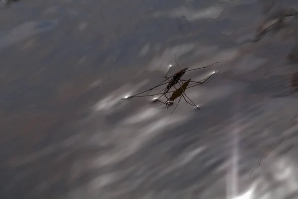 types of bed bugs in the range on the water surface, note shallow depth of field