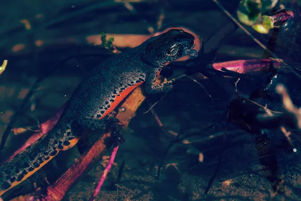 Triturus Vulgaris Środowisku Naturalnym Zanotować Płytkiej Głębokości Pola — Zdjęcie stockowe