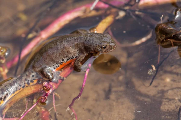 Triturus Vulgaris Ambiente Natural Observe Profundidade Rasa Campo — Fotografia de Stock