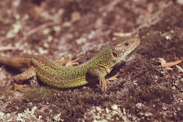 Lagarto Base Pedra Campo Observe Profundidade Rasa Campo — Fotografia de Stock