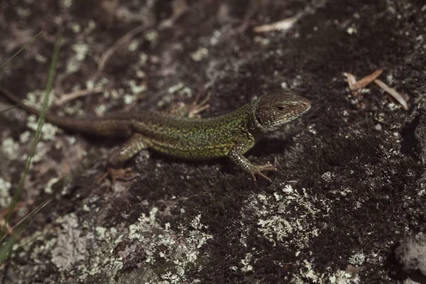 Lagarto Base Piedra Campo Nota Poca Profundidad Campo — Foto de Stock