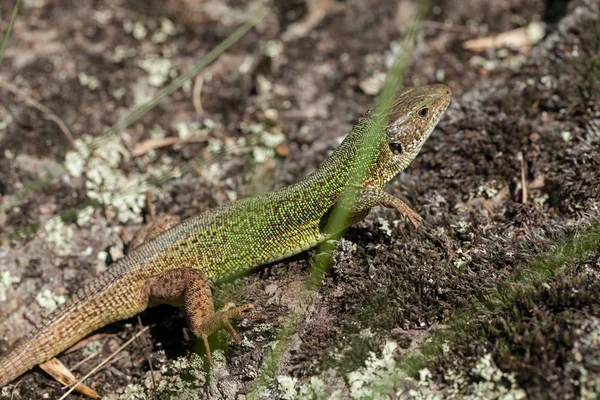 Lizard on the stone base in the countryside, note shallow depth of field