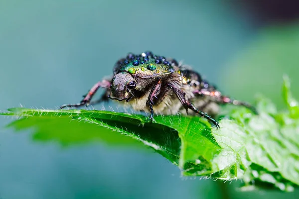 shiny green beetle on white flowers and green leaf after rain, note shallow depth of field