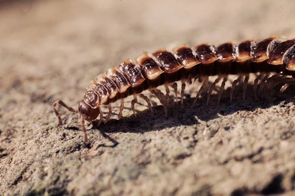 Brown Centipede Armor Stone Rocks Note Shallow Depth Field — Stock Photo, Image