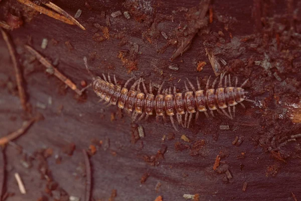 Ciempiés Marrón Con Armadura Naturaleza Nota Poca Profundidad Campo — Foto de Stock