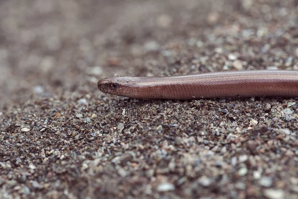 Gusano Ciego Una Roca Naturaleza Nota Poca Profundidad Campo — Foto de Stock