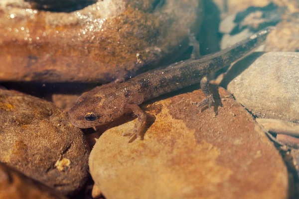 Larva Salamandra Tra Pietre Nota Profondità Campo Poco Profonda — Foto Stock