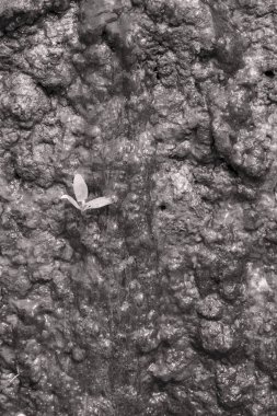 Uzun vadeli suyun etkisi altında kaygan kayalar, yüzeysel alan derinliğine dikkat edin.