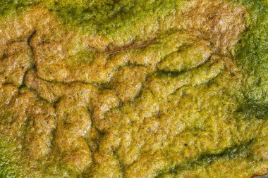  Örneğin yeşil hendek suyu, alanın yüzeysel derinliğine dikkat edin